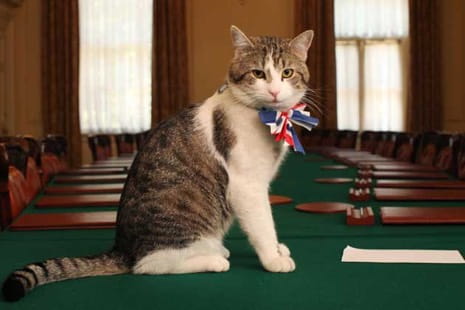 Larry the cat, Chief Mouser to the Cabinet Office, sitting on a meeting table wearing a Union Jack bowtie.